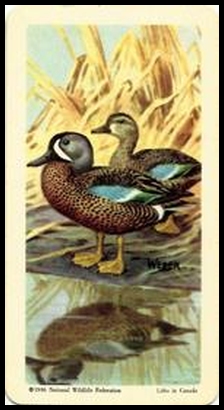 13 Blue winged Teal